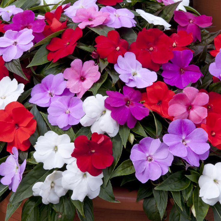 개화기간 석달 이상 오래가는 꽃 씨앗 60종 선택구매 (2/2) 2,970원