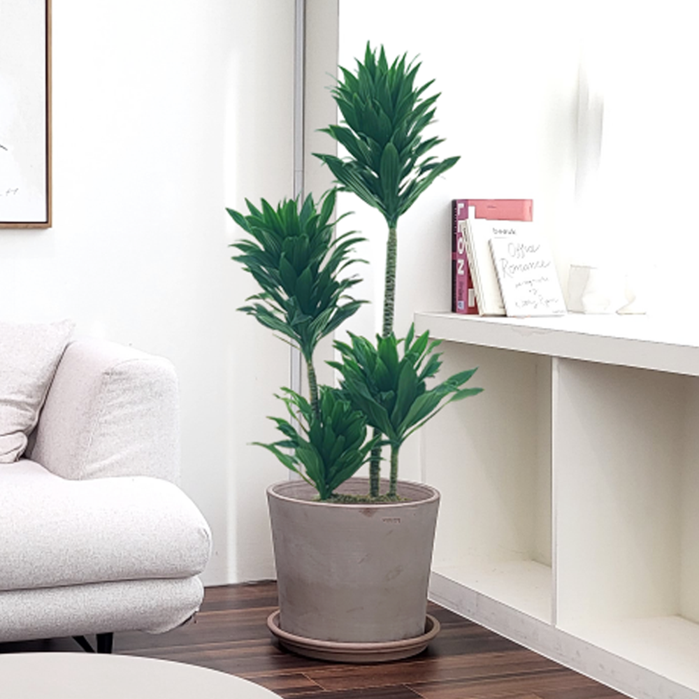 농원청년 핫초코토분 거실화분 실내화초 관엽식물 개업식화분 축하화분배달 당일배송 개업화분 꽃배달 공기정화식물 사무실 카페 인테리어식물 승진화분 여인초 뱅갈고무나무 아레카야자 돈나무 174,000원