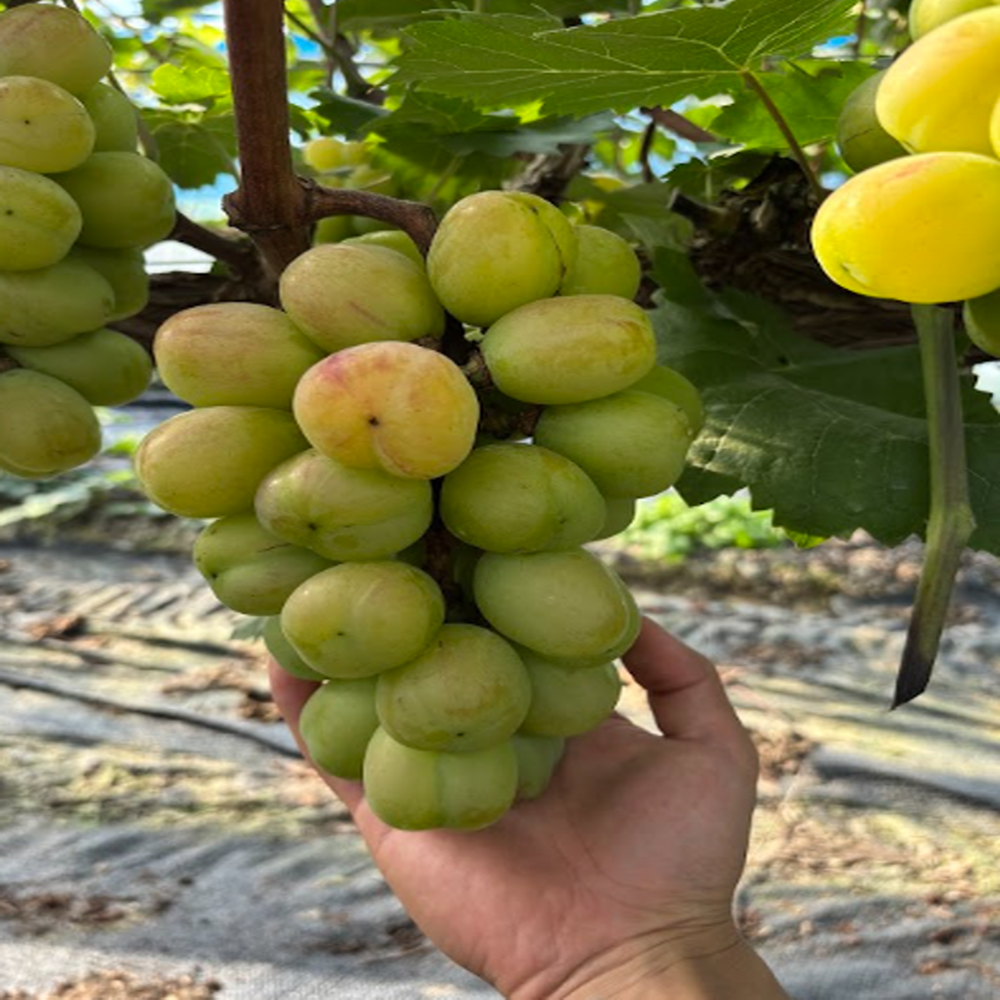 (신품종)고당도프리미엄 바이올렛킹포도 레드샤인머스켓 붉은샤인머스켓 20브릭스 선물용, 1박스, 2kg(4수) 61,600원