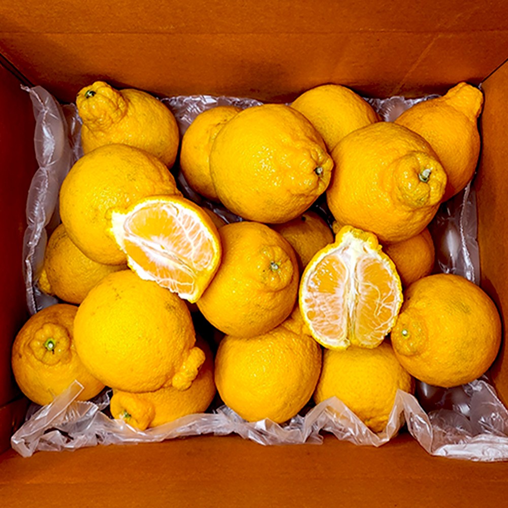 제주직송 만감류 카라향 천혜향 노지한라봉 10kg 초특가 한정물량 정품 가정용 선물용 [아침이슬농원] 28,900원