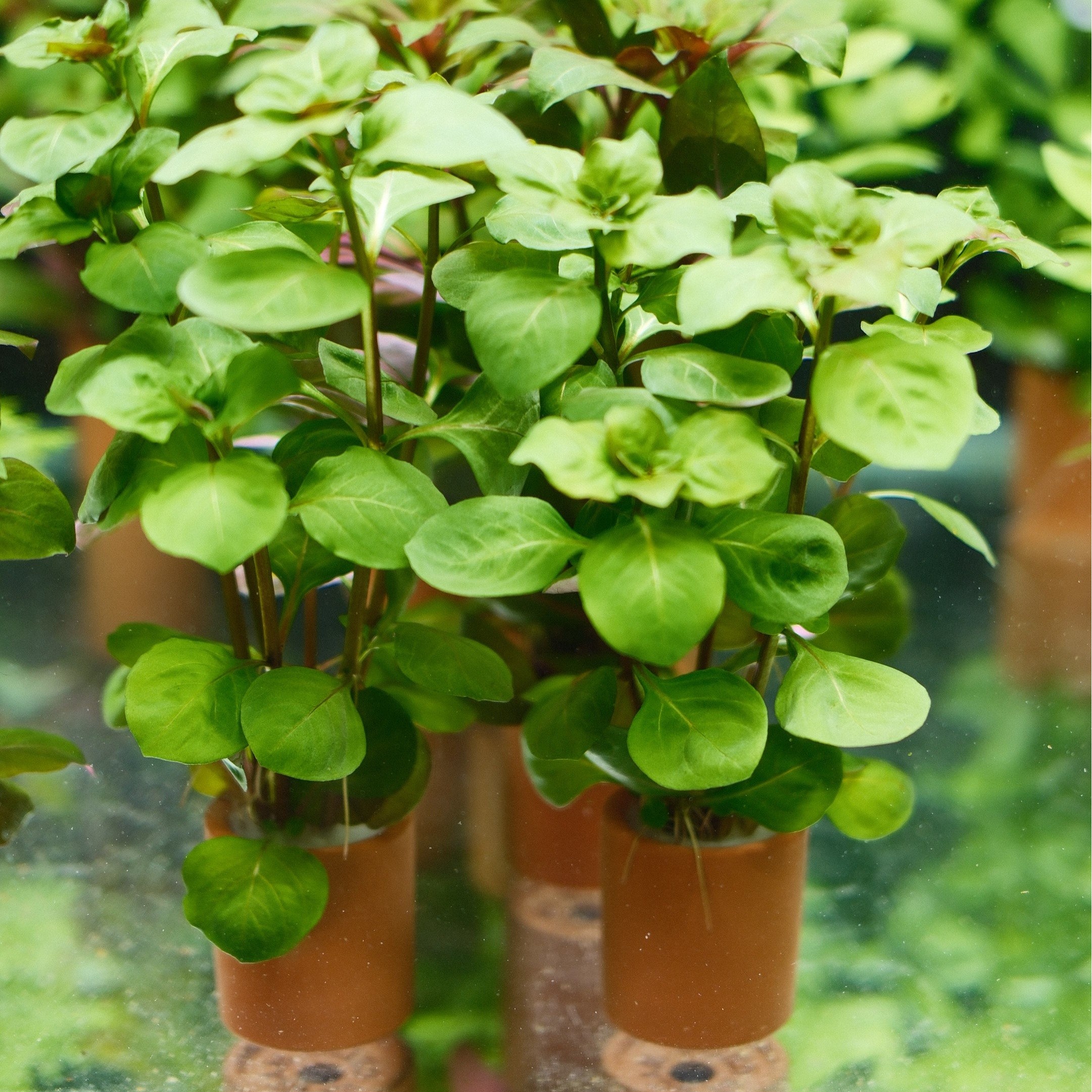 루드위지아 오발리스 풍성한 포트수초, 1개, 현재가 3,500원