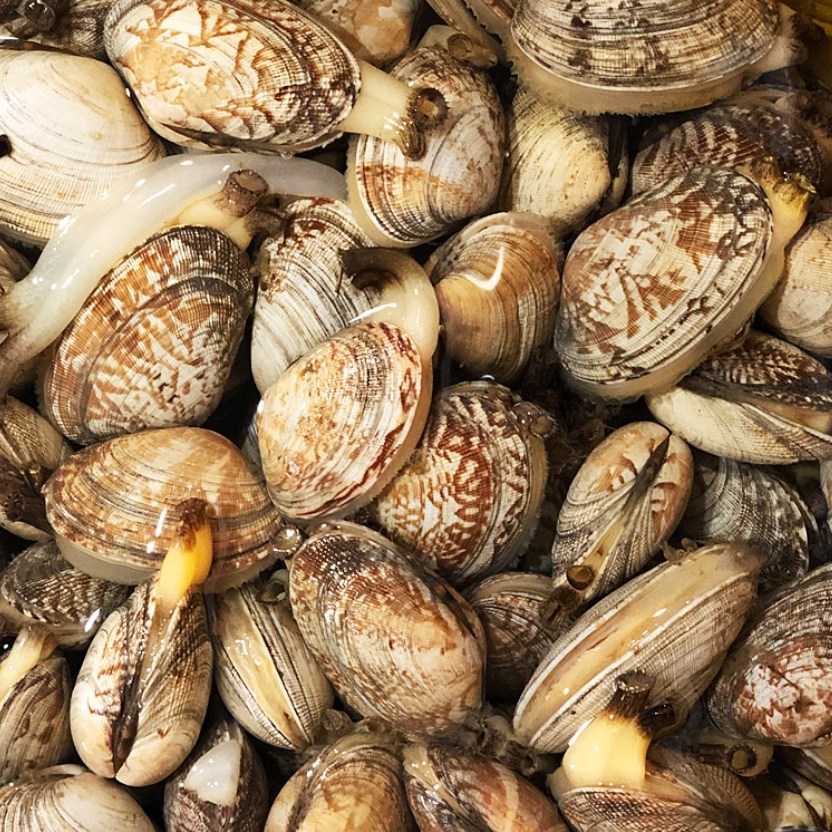 서해안 고창 직송 생물 동죽조개 바지락 백생합 모시조개 10,330원