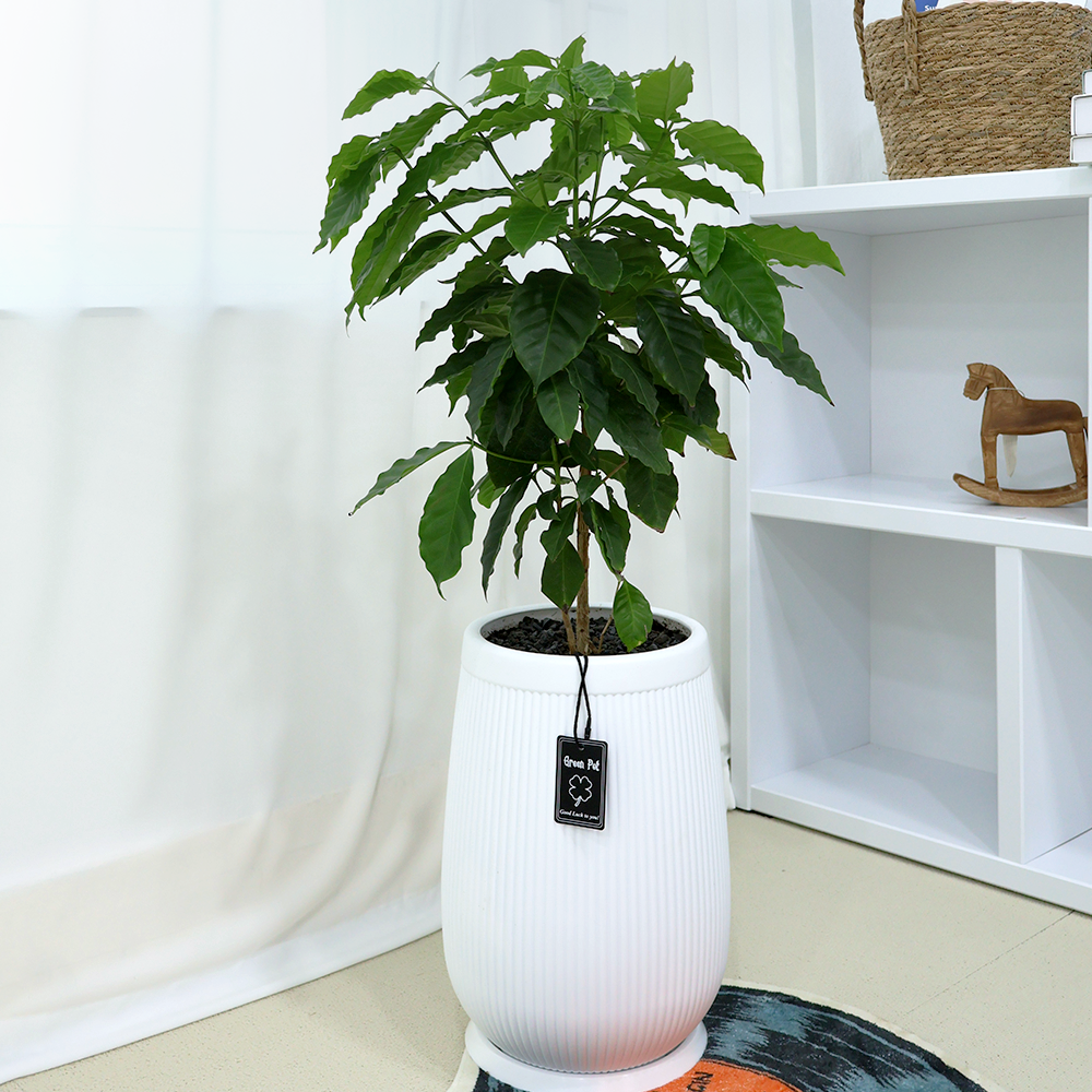 개업선물 BEST 1위 : 커피나무 (높이 82cm내외) i-0552 [수도권배송] 인테리어 식물 축하 집들이 개원, 1개 85,500원