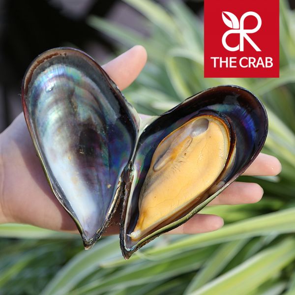 더꽃게 제철 자연산 섭 홍합 담치 1kg 홍합탕 18,400원