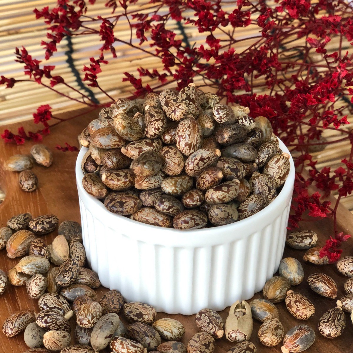 피마자 씨앗 100립 아주까리 피마자 종자, 1개 5,900원