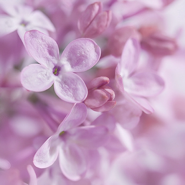 [CPL 영국] 프래그런스 오일 라일락 블라썸 LILAC BLOSSOM 20ml50ml100ml 10,500원