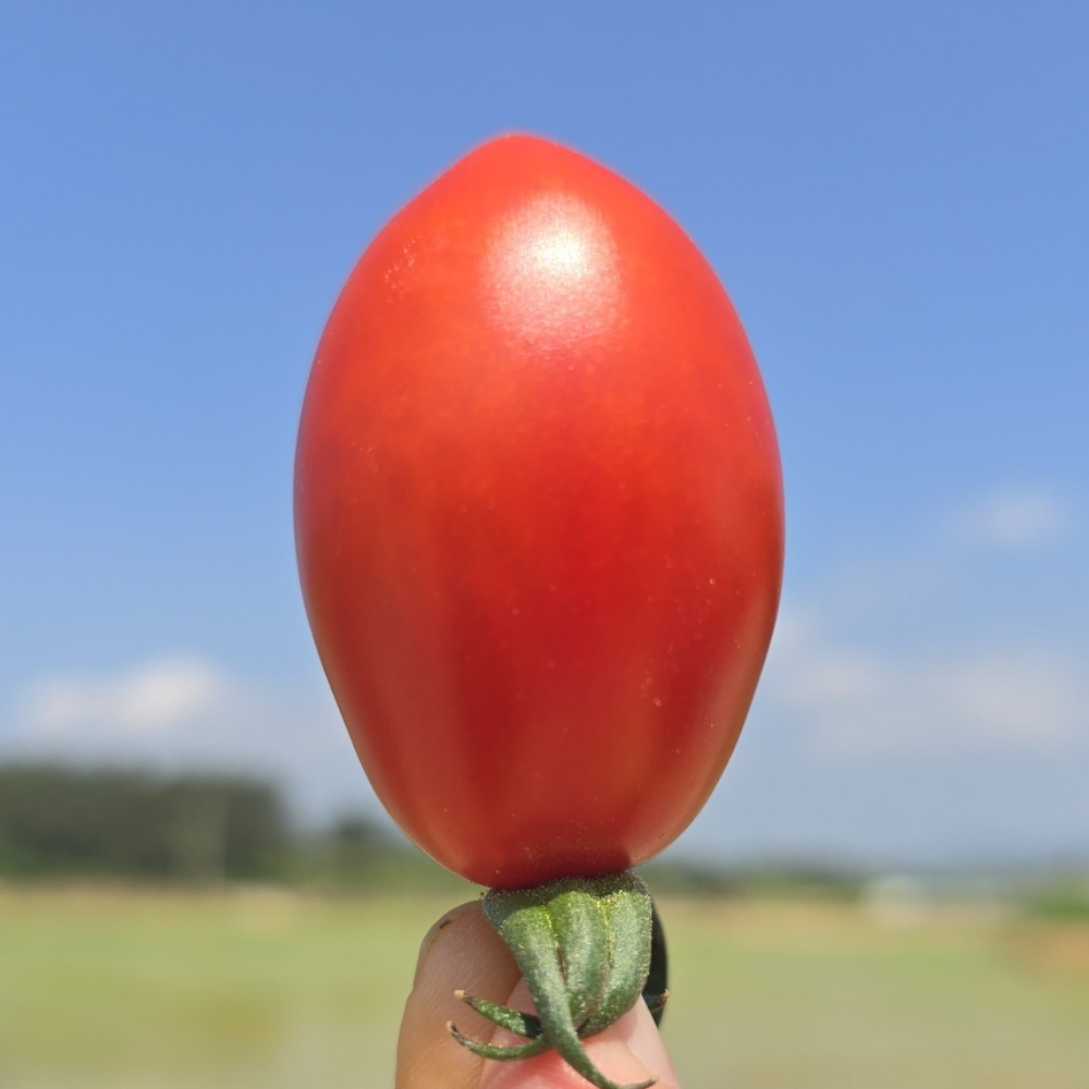 당일경매 아삭하고 싱싱한 대추 방울토마토 대과 2번3번과, 1개, 4kg(2~3번과) 34,750원