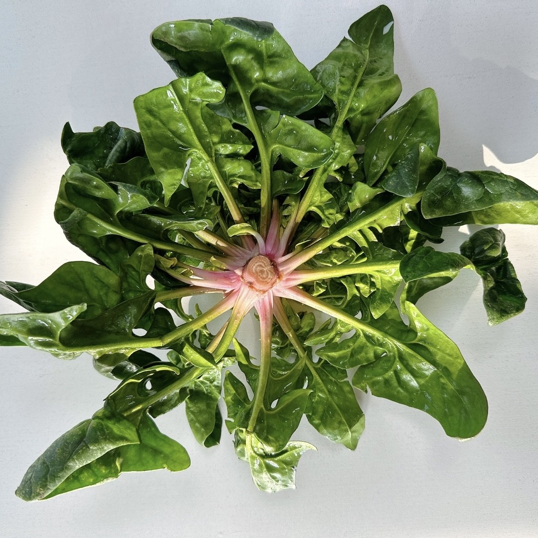 [산지직송] 섬초 도초섬초 도초섬시금치 겨울시금치 도초도섬초 명품섬초 300g 더드림 행사진행, 1박스 84,900원