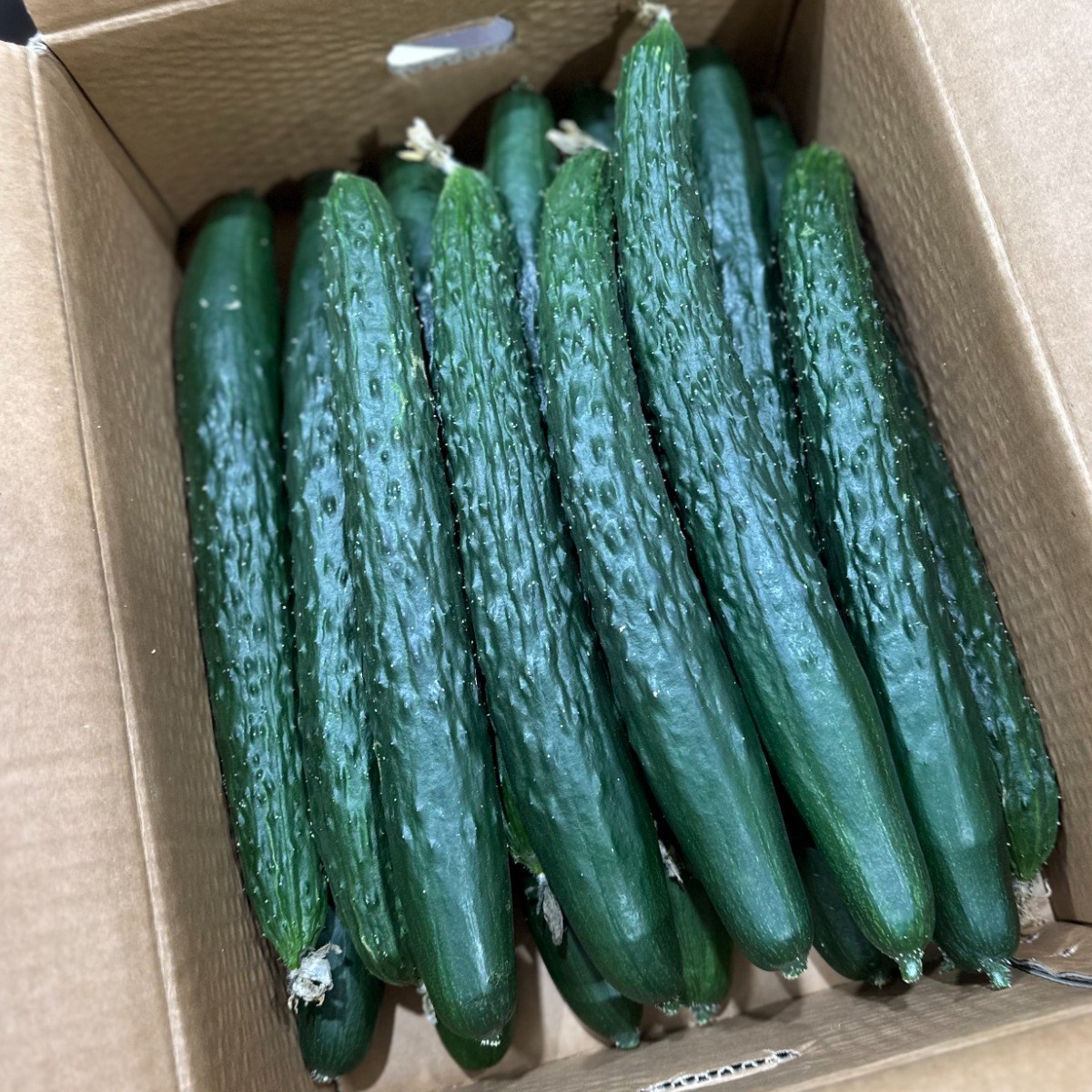 (국내산) 당일경매/아삭아삭한 가시오이 특품 1kg, 3kg, 5kg 10kg, 1개, 5kg 24,900원