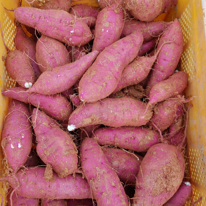 베니하루카꿀고구마 해남 속노랑 하루까 황토 베로니카 황금 꿀 한입 고구마 [원산지:국산(전라남도 해남군)], 1개, 세척꿀고구마특상 10kg(100~300g) 42,900원