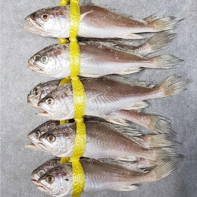 자갈치닷컴 침굴비 맛있는침조기, 4개, 1.7kg (25cm전후 / 10마리) 188,000원