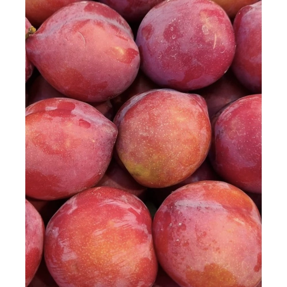 일심묘목농원 왕자두나무 3년생 결실주 분묘 29,000원