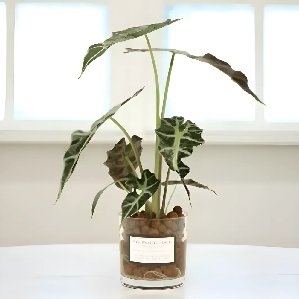 피오그린 천연 가습기 원통유리 하이드로볼 수경세트 공기정화식물 거실인테리어 17,900원