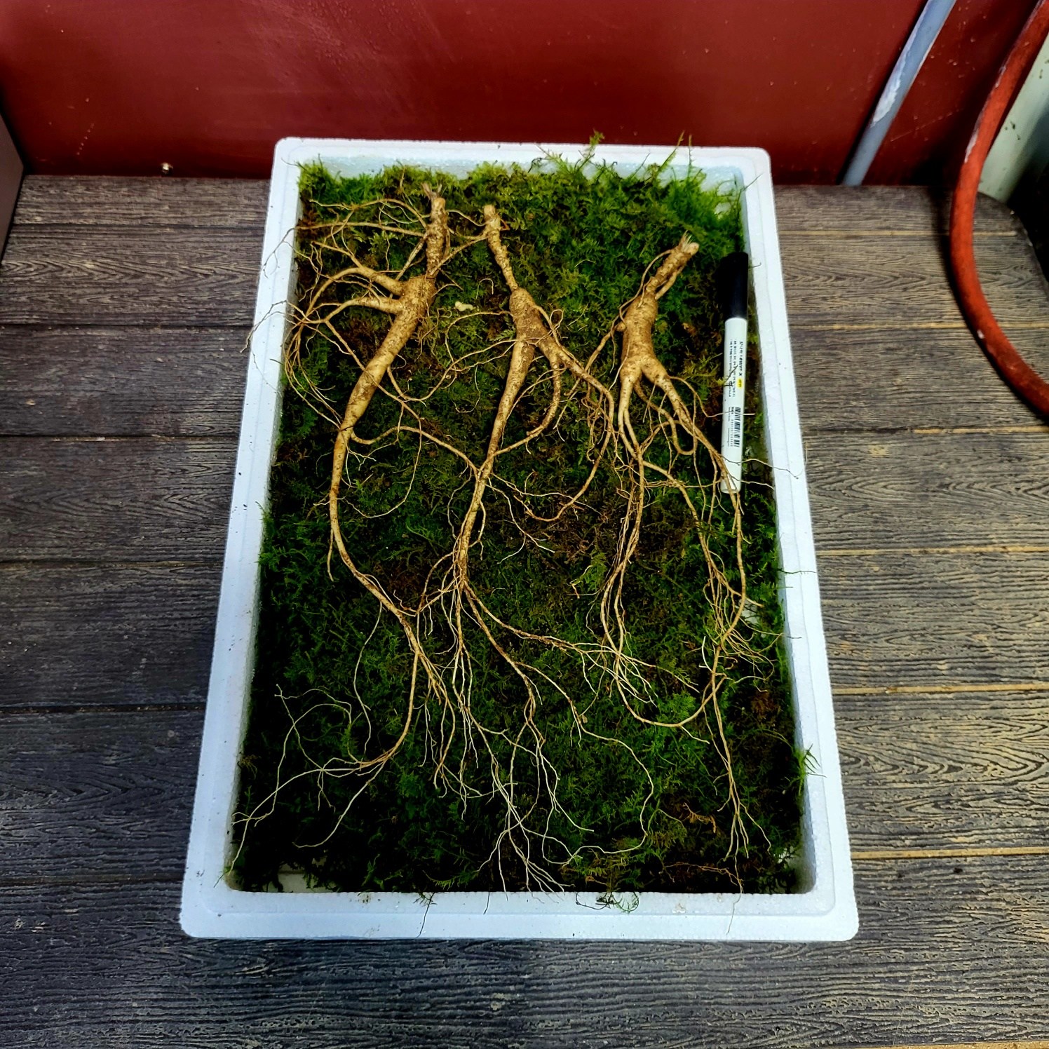 [수로] 강원도 전라도 1200고지 진짜 야생 방치삼 17년 자연 방치삼 +서비스 삼, 3뿌리, 0 250,000원