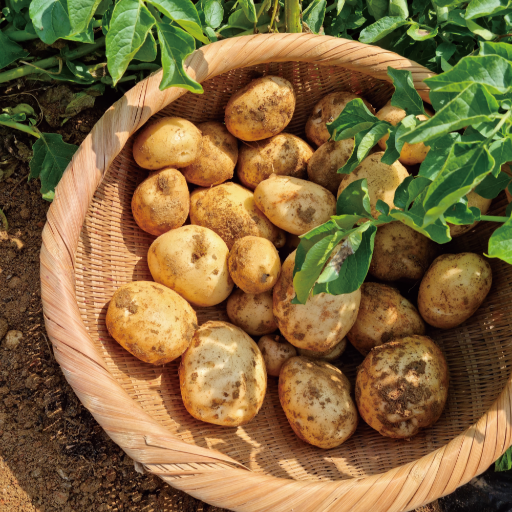 [싱싱다모아] 김제 광활 하우스 햇감자 포슬포슬 맛있는 수미 감자, 1박스, 감자 (중) 3kg 17,500원