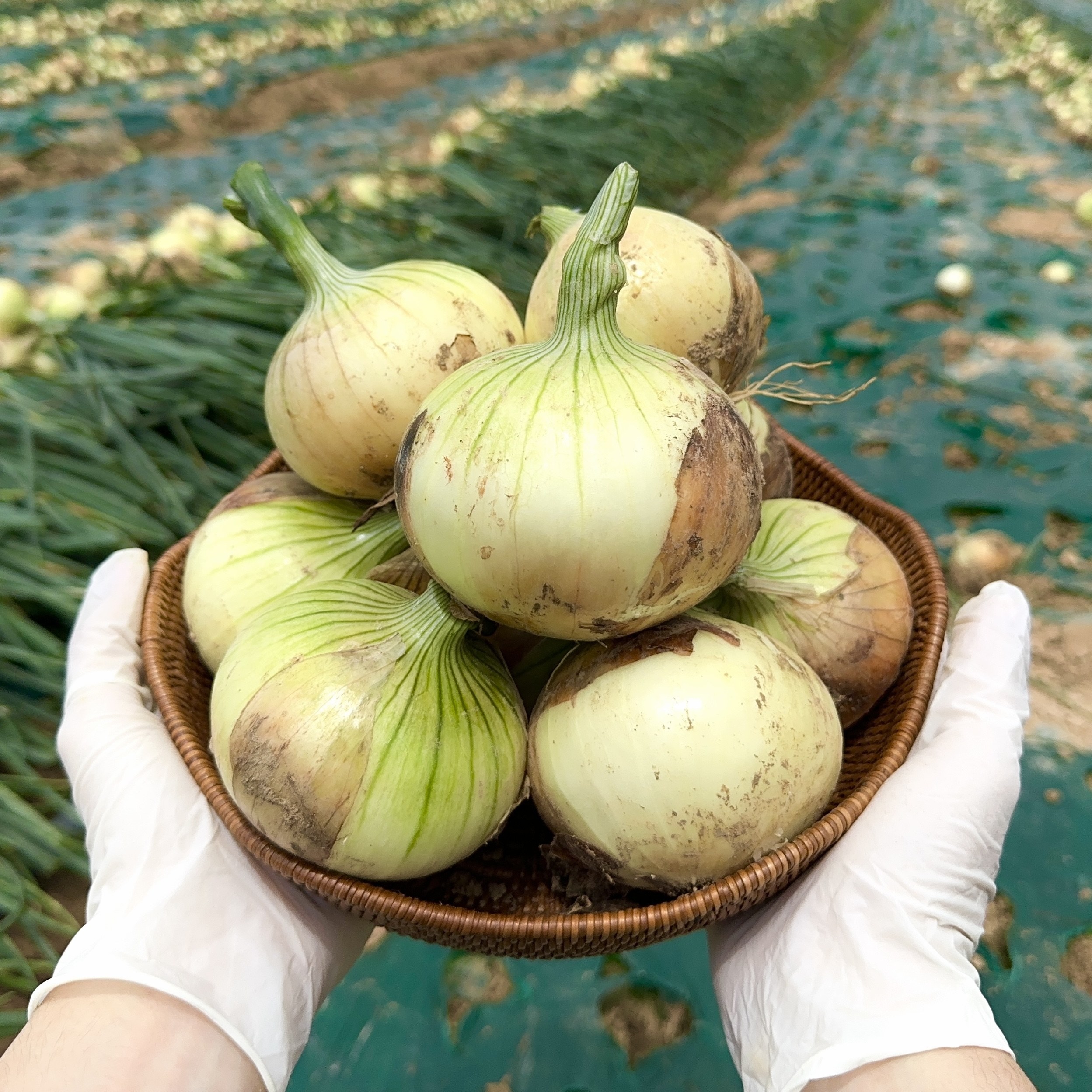 국내산 무안 햇양파 단단한 양파 특등급 13,730원