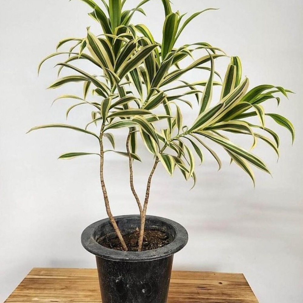 2026 공기정화 식물 드라세나 송오브인디아 약70cm, 1개, 상세설명참조, 70cm 27,100원