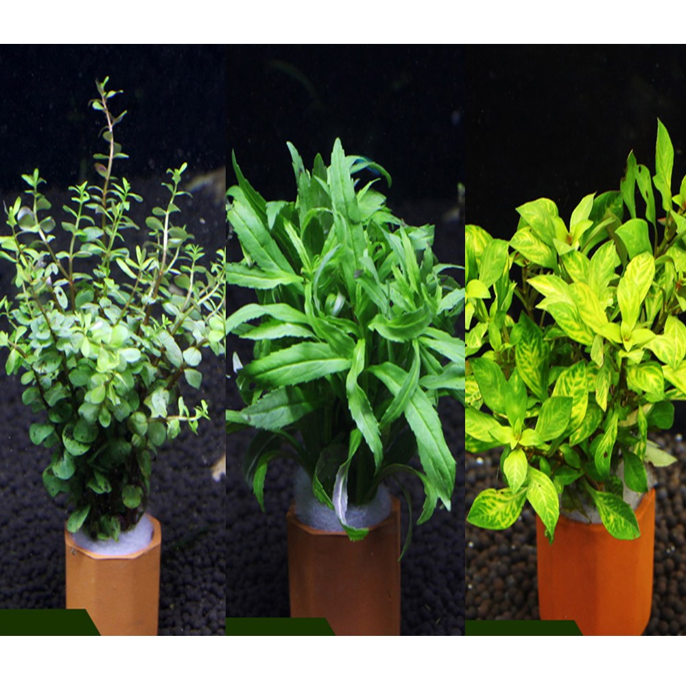 피알피쉬 피알피쉬 포트수초 마구잡이 3종세트 8,000원