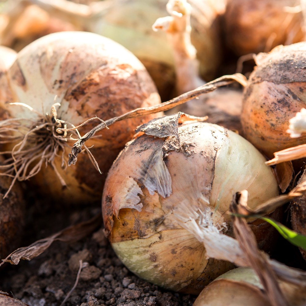 [당일출고]직거래농민장터 2026 햇양파 국내산 단단한 양파, 1개, 5kg(중) 12,720원