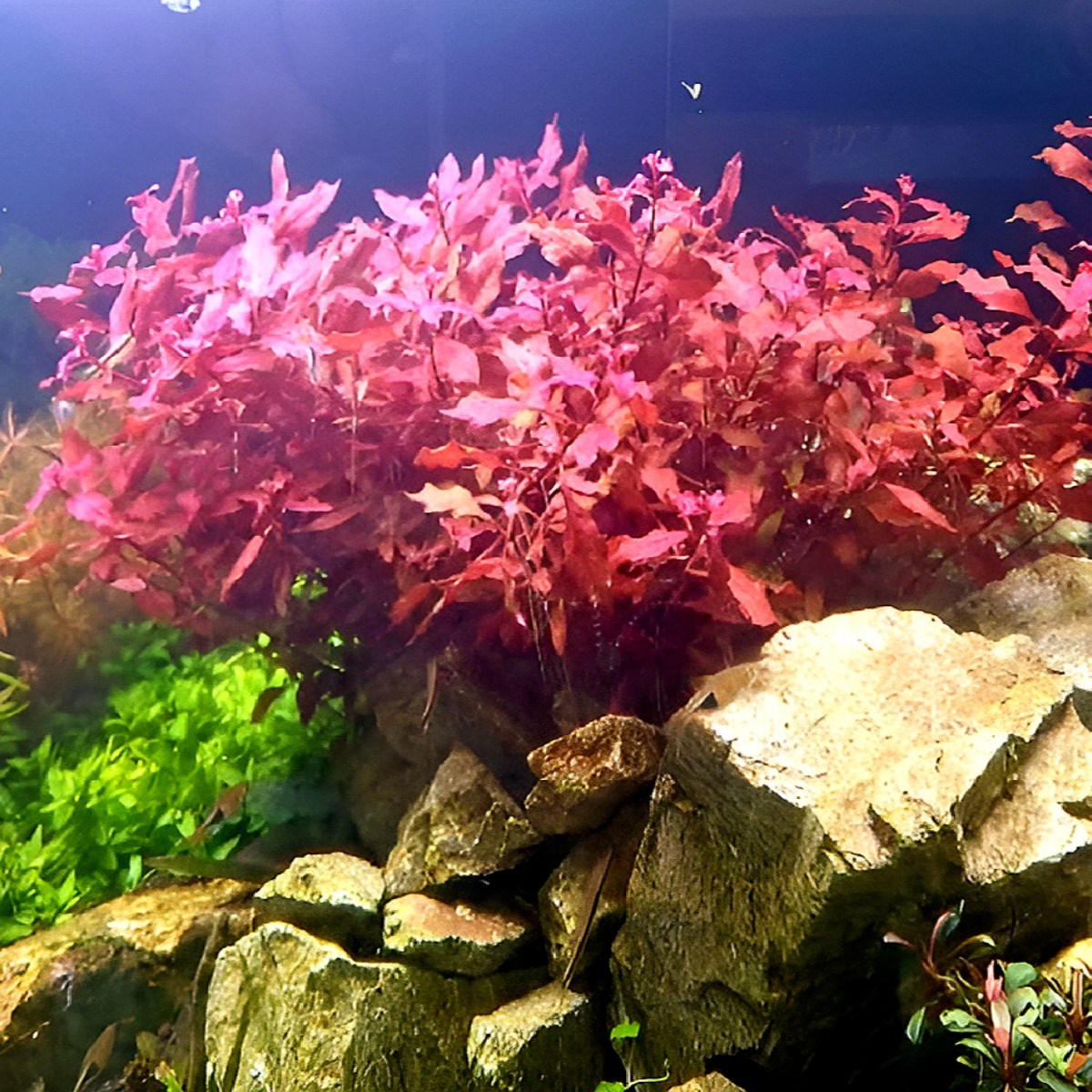 [수초명장] 루드위지아 슈퍼레드 15줄기 달팽이 이끼 없는 수초 구피 새우 물고기 은신처 어항 수생식물 13,700원