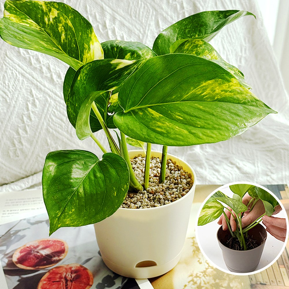 스킨답서스 반려식물 키우기 화분세트 키우기쉬운 실내공기정화식물 만들기 플랜테리어 5,040원