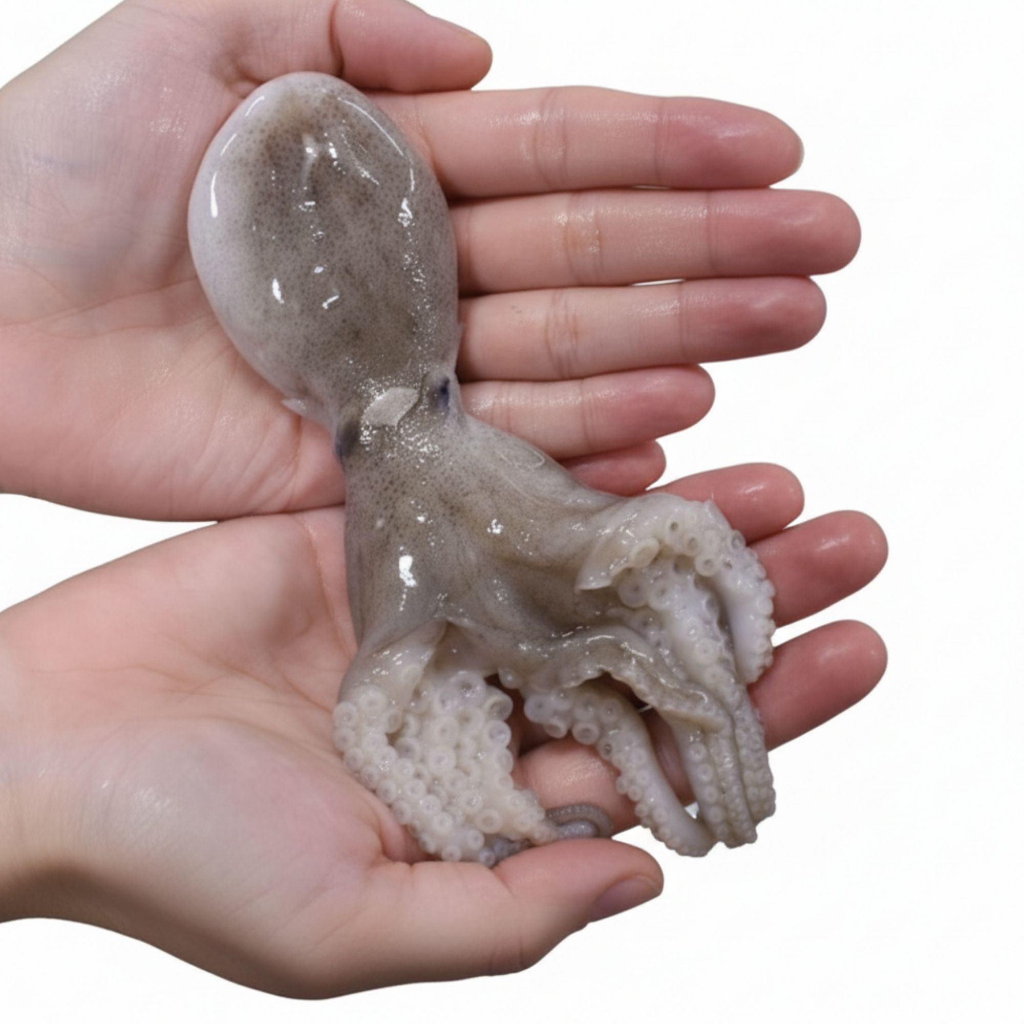 [제철생물] 국내산 활 쭈꾸미 주꾸미 바다향 가득 탱글한 식감 190,800원