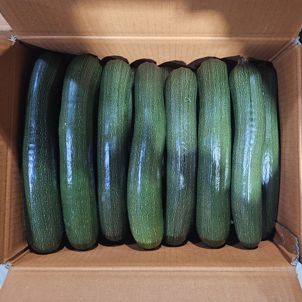 클릭마켓 국내산 쥬키니호박 특품 주키니호박 13,500원