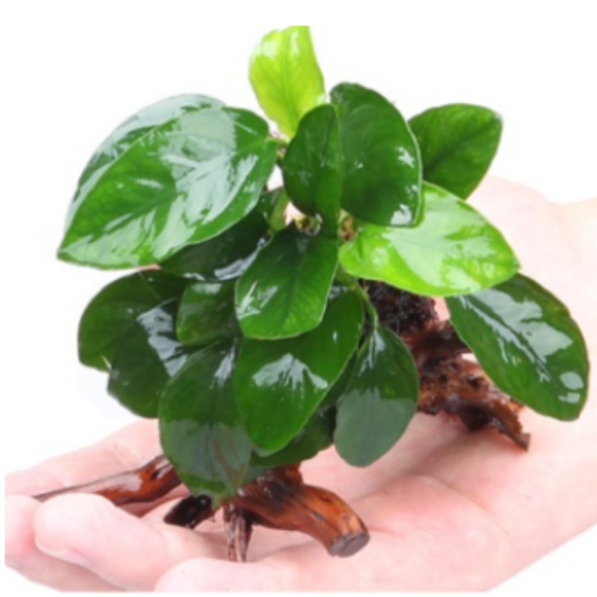 아누비아스 나나 활착유목 초보 어항 베타 음성수초, 1개 13,800원