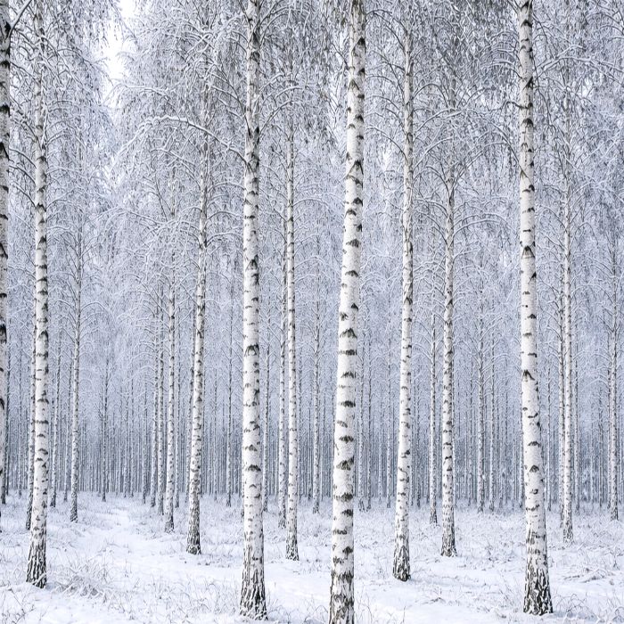 목하원예조경 자작나무 잭큐몬티 1.2m전후 4치장 포트 화이트 수피 고급 자작묘목 정원조경나무 6,000원