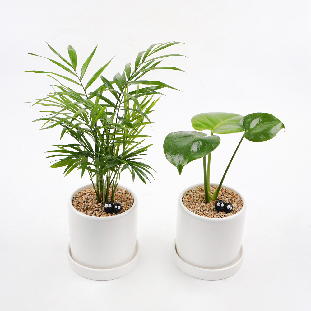 갑조네 1+1공기정화식물 원형도자기 화분세트 몬스테라 테이블야자 플랜테리어 인테리어식물, 1세트, 몬스테라+테이블야자(원형도자기화분( 23,800원