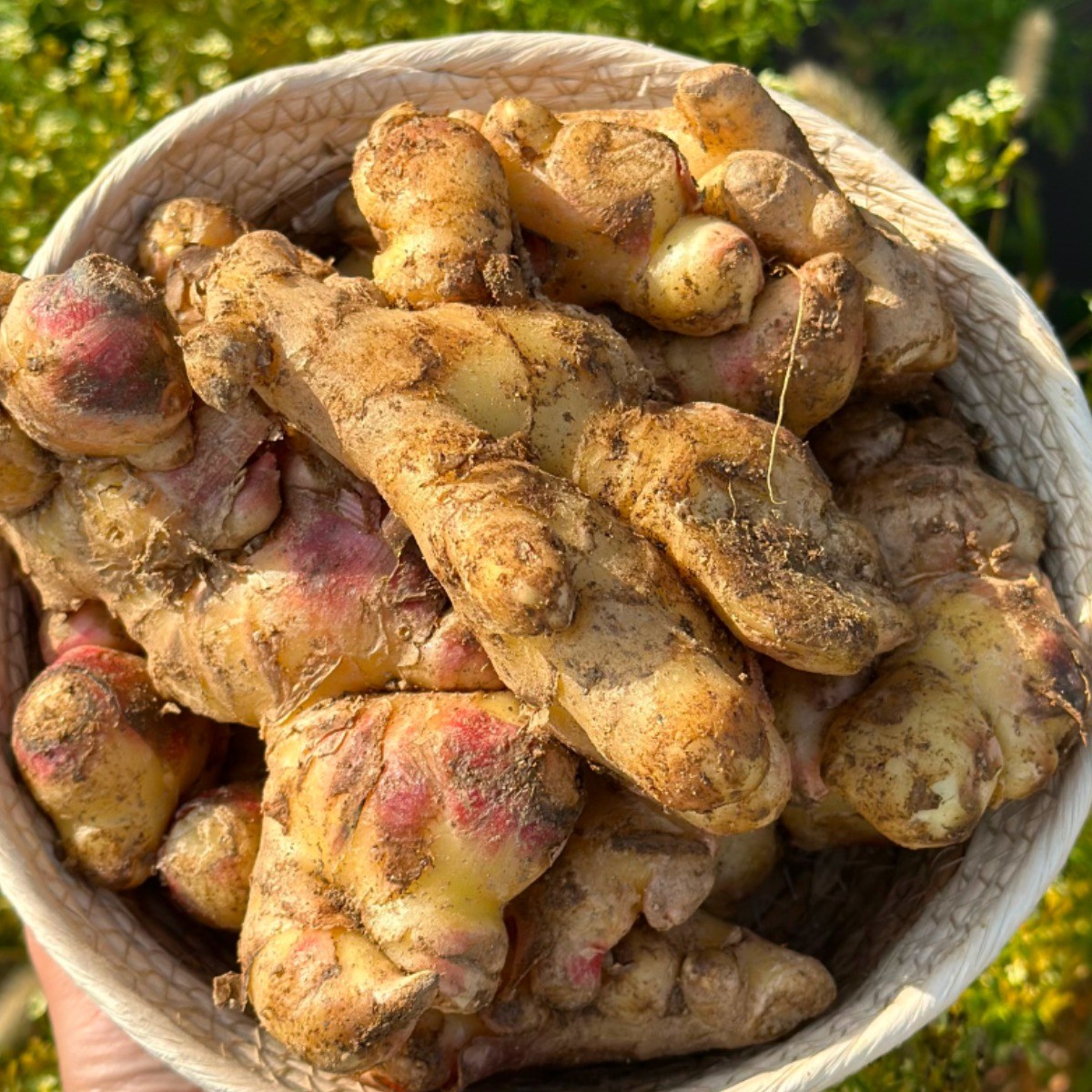 삼시세끼연구소 생강청용 특품 영주 봉화 26년 국산 햇생강 세척 생강 흙생강 1순위 59,890원