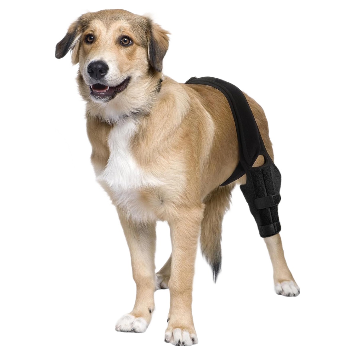 [루이/강아지 보호대] 슬개골 관절 무릎 보호대 벨크로 조절형, 1개, 133g 20,900원