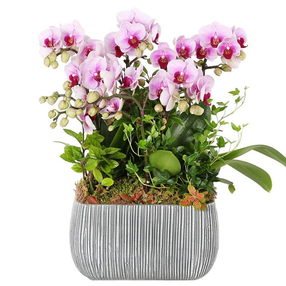 99플라워 2시간 전국 당일 꽃배달서비스 꽃바구니 꽃상자 꽃다발 생화 장미 생일 화분 꽃 선물, 27.[ST-H485]성공의기쁨서양난, 1개 99,900원