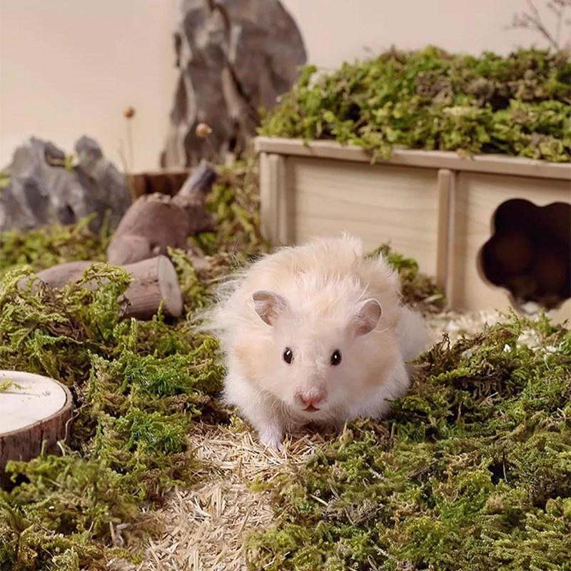 도치퀸 건조 숲 이끼 11,700원