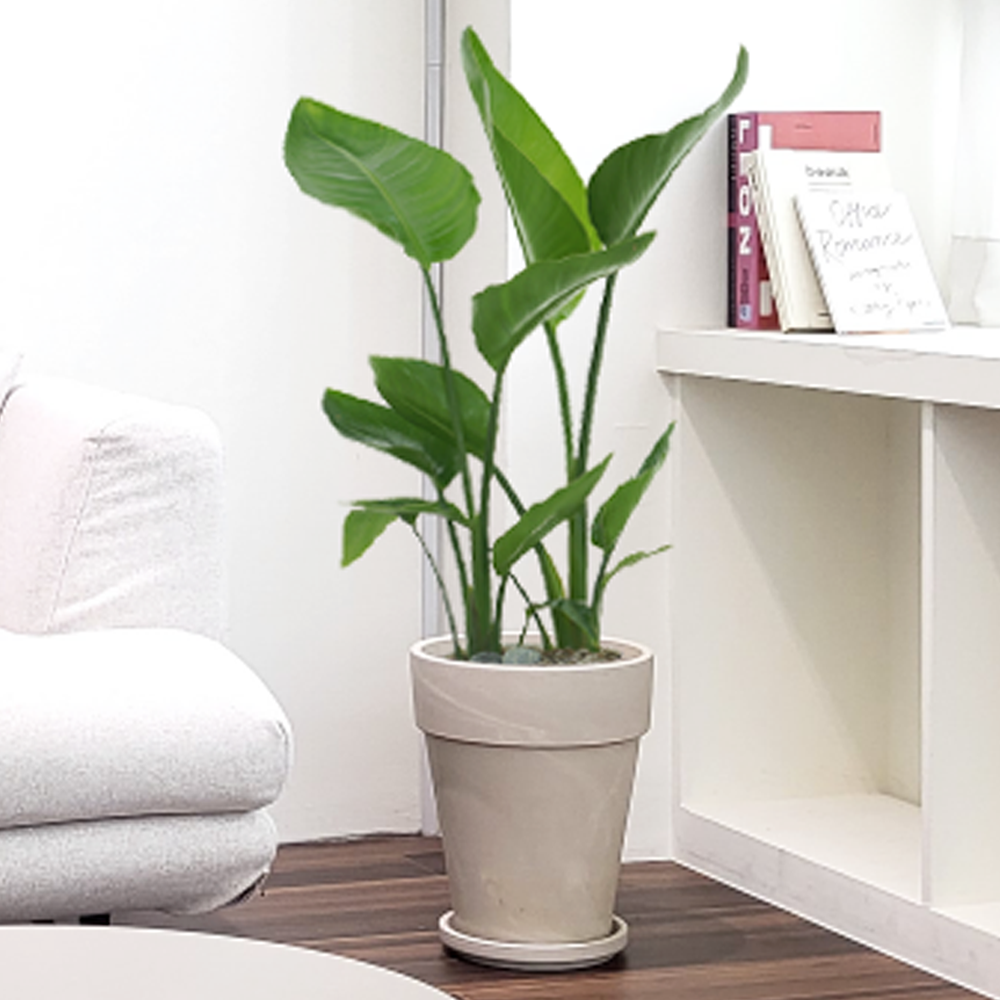 농원청년 크림토분 취임 영전 이직 승진 축하화분 실내 공기정화식물 사무실 카페 매장 공간 인테리어식물 거실화분 집들이 개업식 축하화환 여인초 금전수 뱅갈고무나무 아레카야자 행운목 83,000원