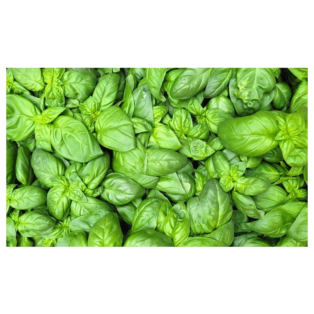 야채왕 싱싱한 스위트 바질1kg 대량구매, 1kg, 1개 31,000원