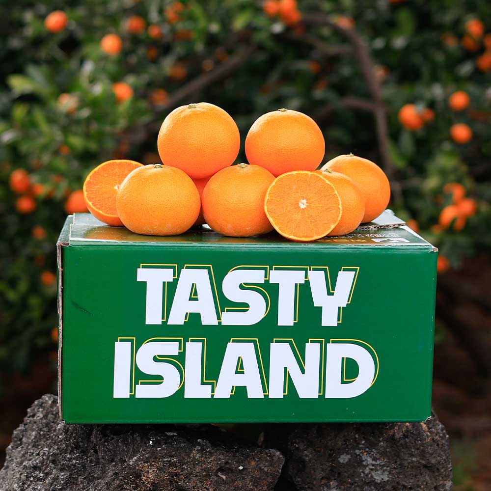 [품질보장] 제주 고당도 천혜향, 1박스, 10kg 중대과 61,900원