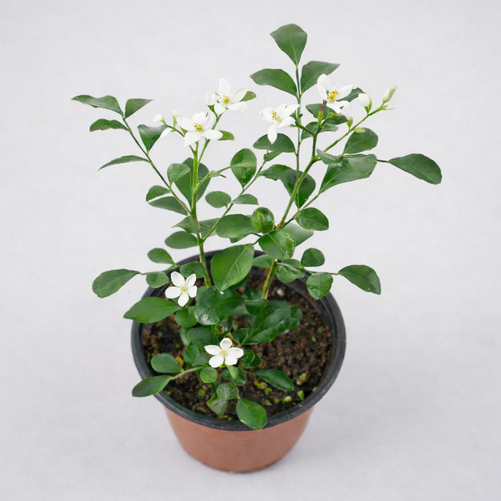 갑조네 오렌지자스민 실내공기정화식물 키우기쉬운 실내화초 자스민 향기나는꽃 8,640원