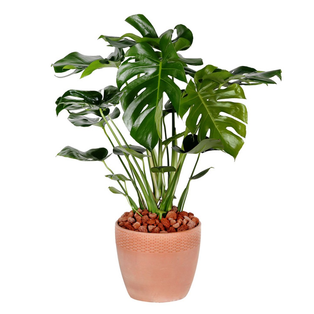 99플라워 (당일수령) 싱그러운 몬스테라 [ST-D697] - 승진 개업 관엽 축하 공기정화식물 116,400원