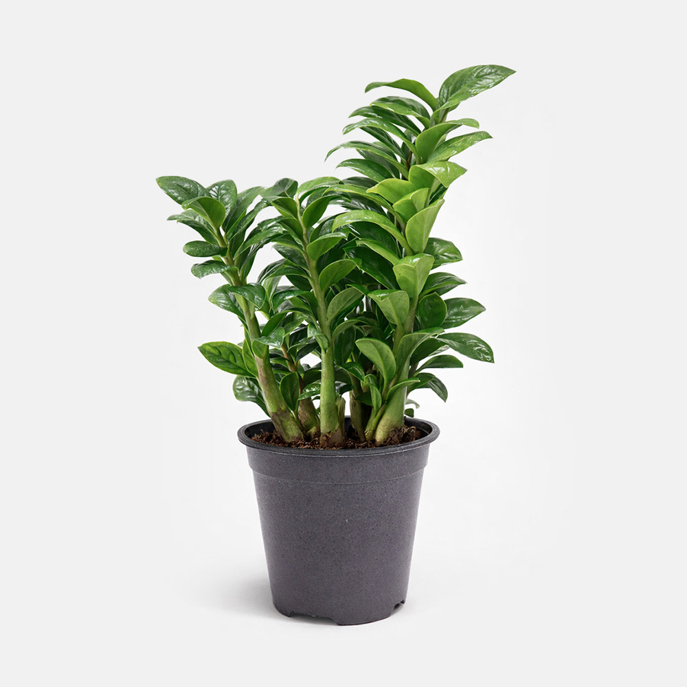 갑조네 보석금전수 개업 화분 집들이 선물 승진 사무실 이전 병원 개원 식당 개업식 축하 화분 인테리어 식물, 1개 15,900원