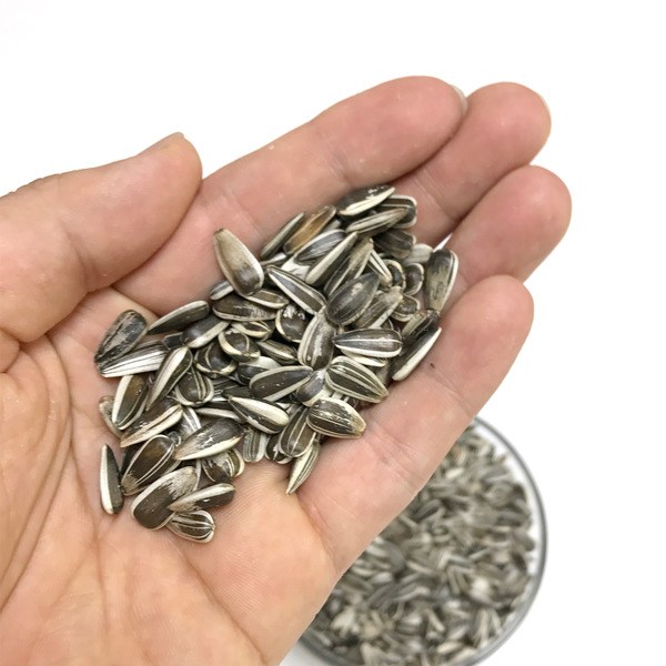 소형 해바라기씨 물세척 고온 살균 개별 알곡 간식 앵무새 모이 먹이 코뉴어 모란 왕관, 1개, 500g 6,000원