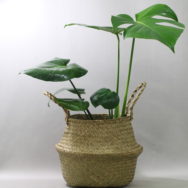 꽃피우는청년 공기정화식물 중대형 몬스테라 해초 라탄 왕골 바구니 세트 32,500원