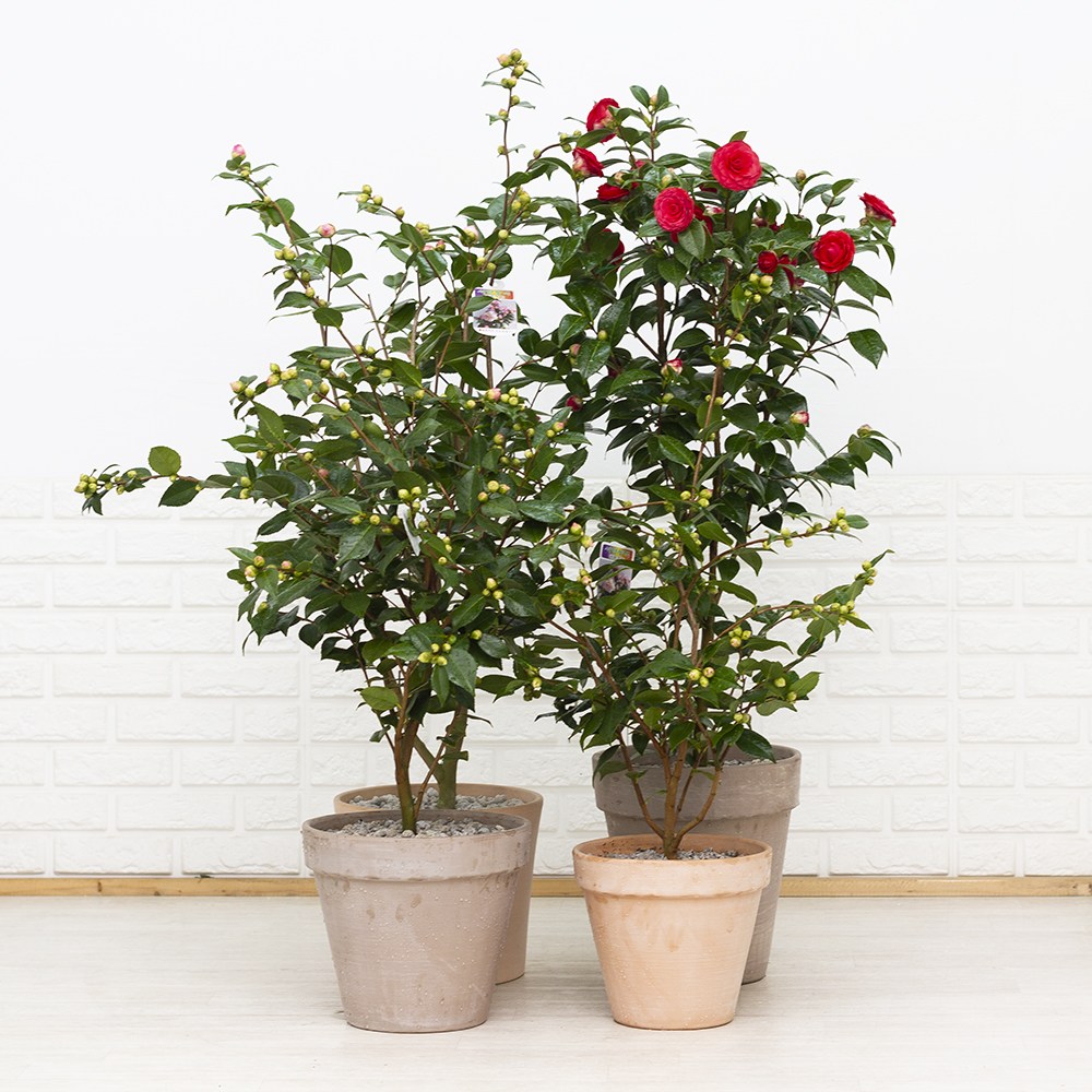 대형 동백나무 서향동백나무 겨울나무 인테리어식물 카페화분 110,000원