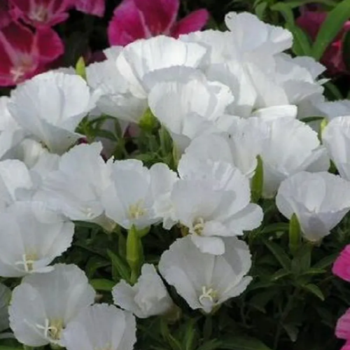 파종후 두달이면 개화하는 봄꽃 55종 선택구매 (2/2) 2,900원