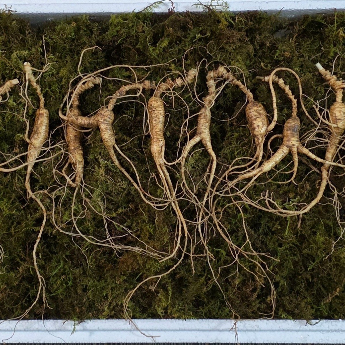 [수로] 강원도 전라도 1200고지 진짜 야생 방치삼 13년 야생 방치삼+ 서비스삼, 20g, 10개 169,000원