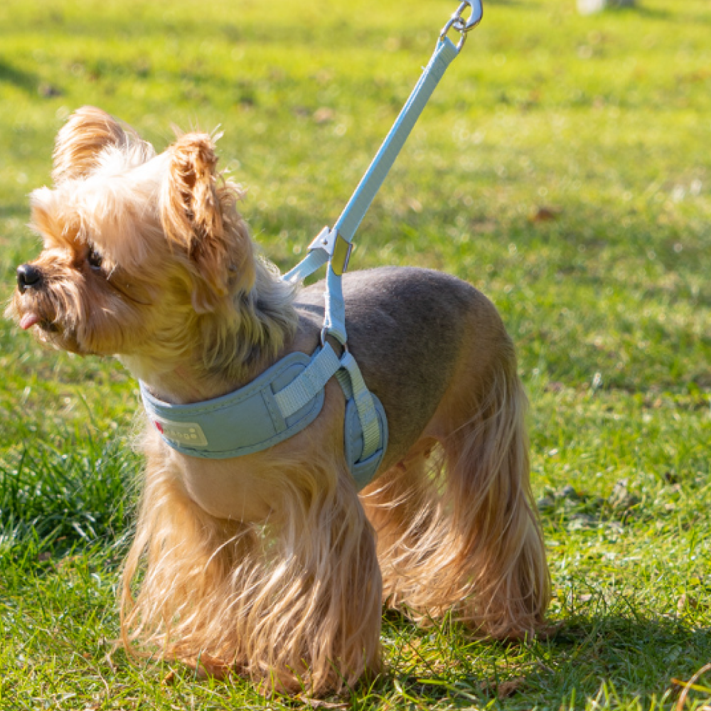 바오스레 강아지 무압박 야외 하네스 세트, 블루 16,540원