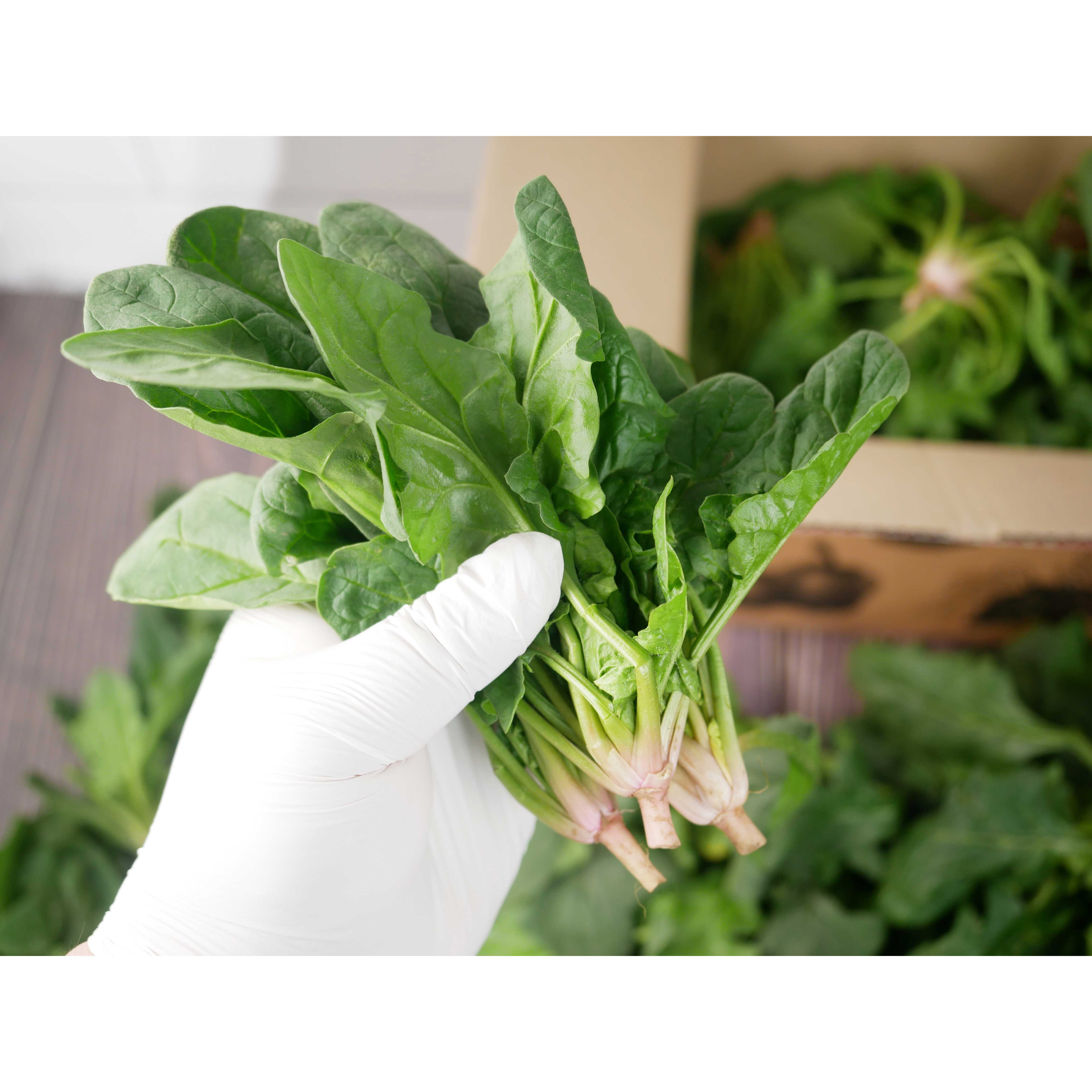 미소진 맛좋은 시금치 달달한 보물초 1kg 2kg 4kg 29,800원