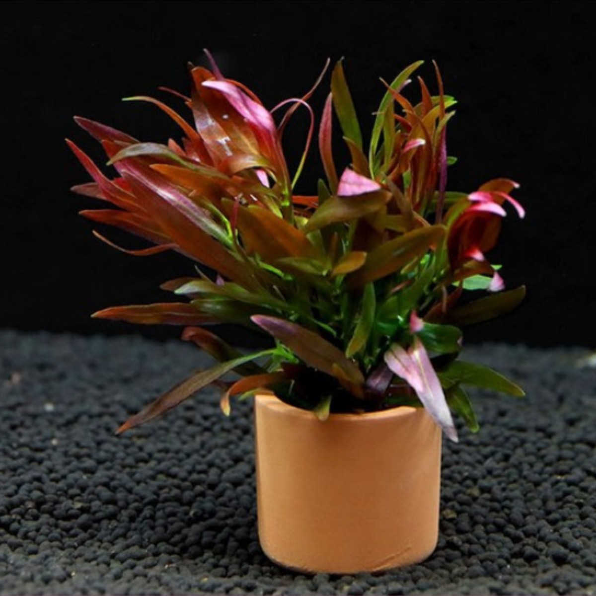 [수초대장] 루드위지아 (1포트) 포트수초 14,000원