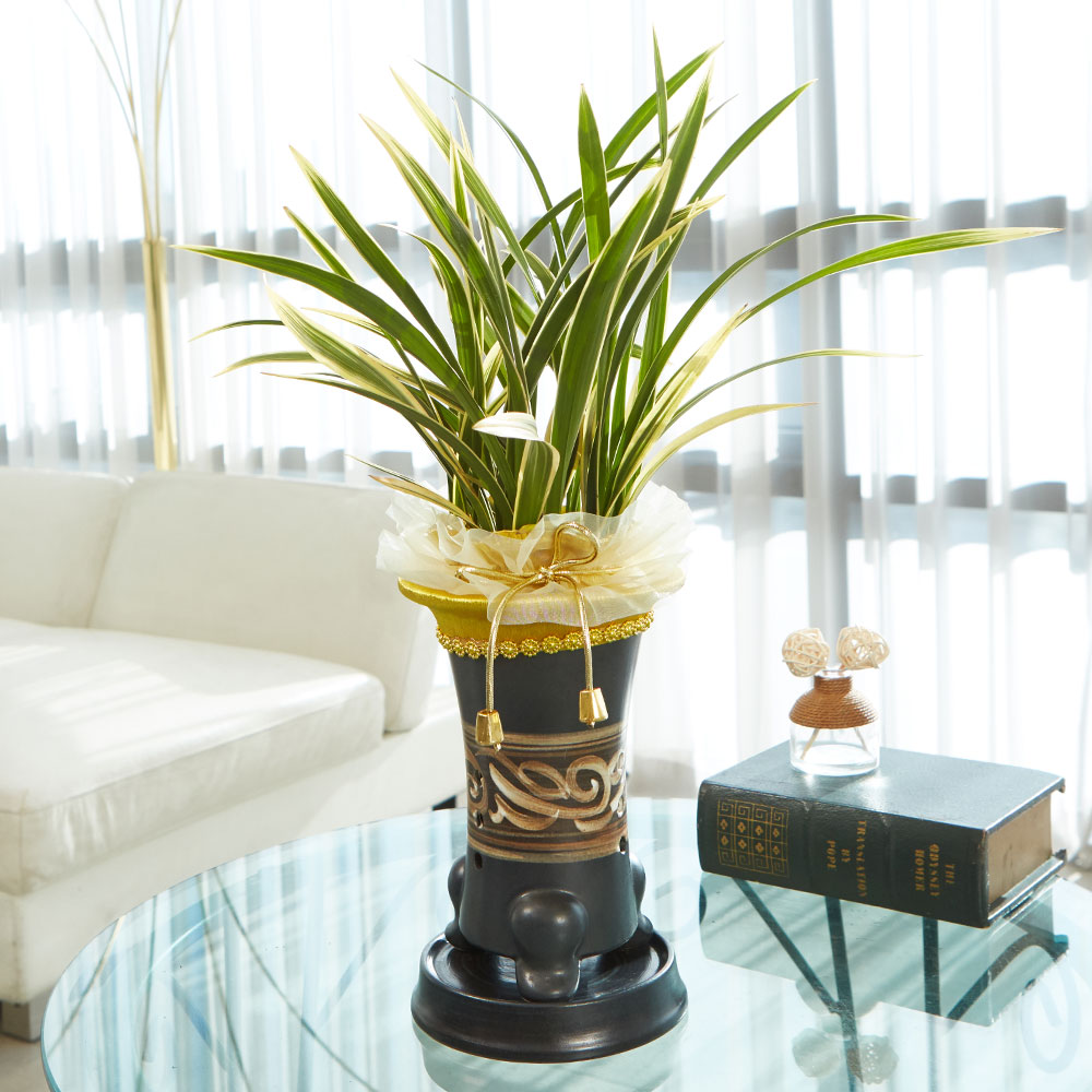 농원청년 황룡금 국산분 동양란 난배달 승진 영전 이취임식 진급 개업식 화분배달 당일 배송, 1개 95,000원