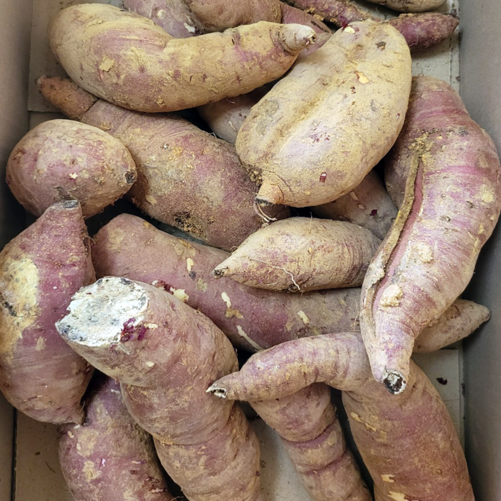 정읍젊은농부 고구마 10,500원